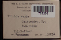 Trichia varia image